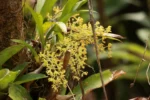 GOMESA RECURVA (4)