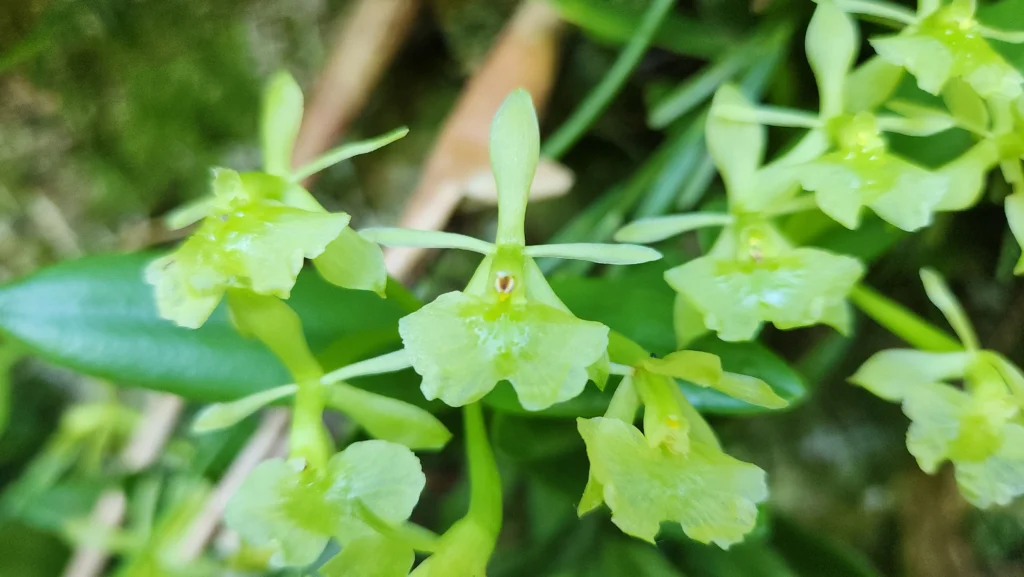 Epidendrum latilabrum (1)