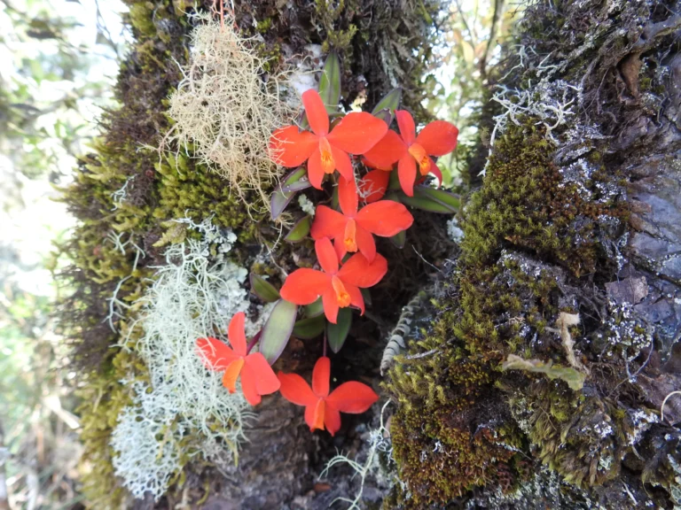 Cattleya acuensis (10)