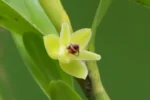 Scaphyglottis modesta (2)