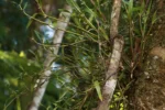 Scaphyglottis modesta