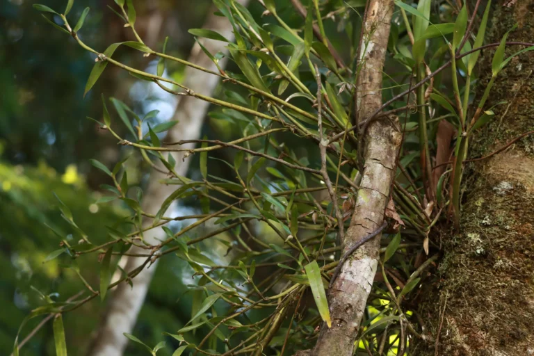 Scaphyglottis modesta