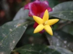 DSC03521
