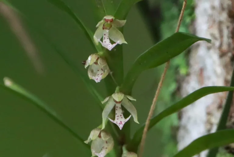 Dichaea cogniauxiana (3)