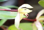 Maxillaria marginata (1)