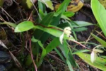 Maxillaria marginata (4)