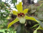 Maxillaria porphyrostele (1)