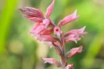 Sacoila lanceolata (1)