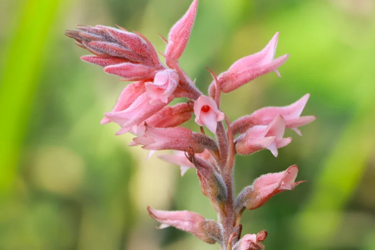 Sacoila lanceolata (1)
