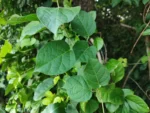 IMG_20260414_084659