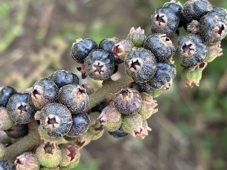 IMG_5064