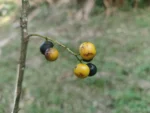 IMG_20260416_151701