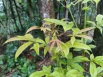 IMG_20260415_094611