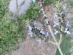 IMG_20260418_172751