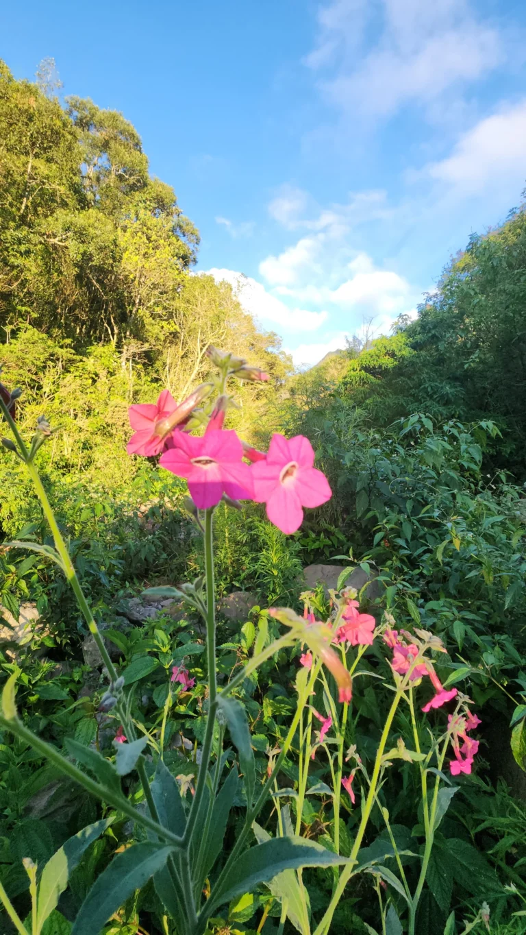 IMG-20250919-WA0026.jpg