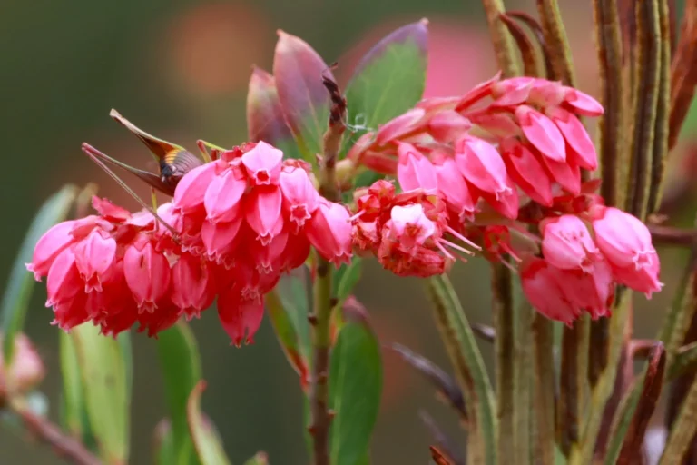Gaylussacia brasiliensis