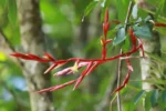 Vriesea lubbersii (3)