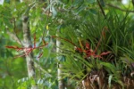 Vriesea lubbersii (1)