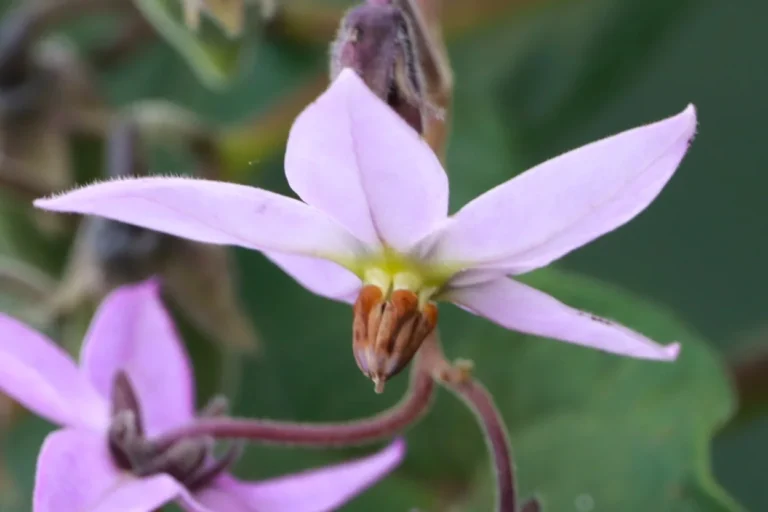 Solanum corymbiflorum (5)