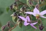 Solanum corymbiflorum (1)