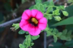Calibrachoa heterophylla (6)