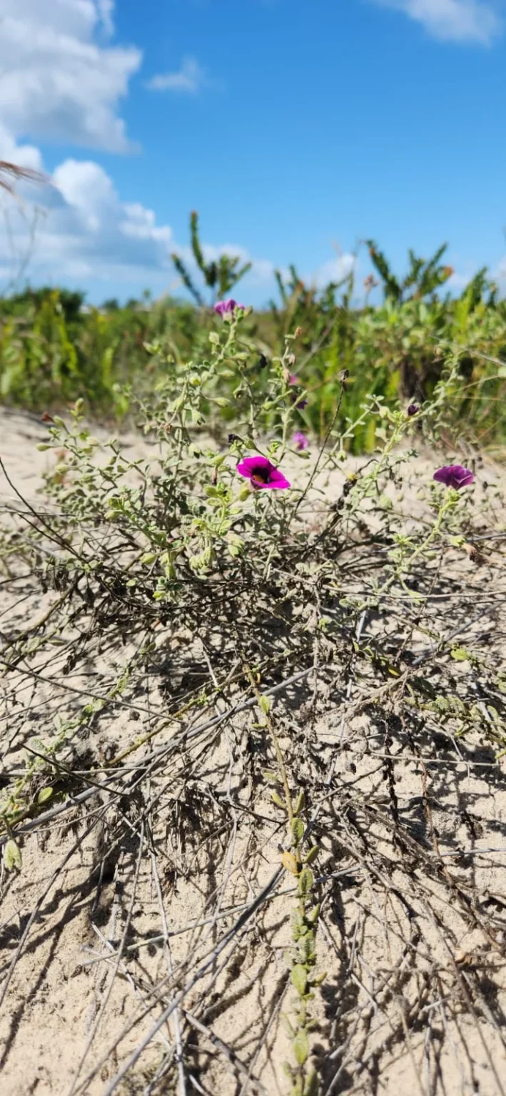 Calibrachoa heterophylla (2)