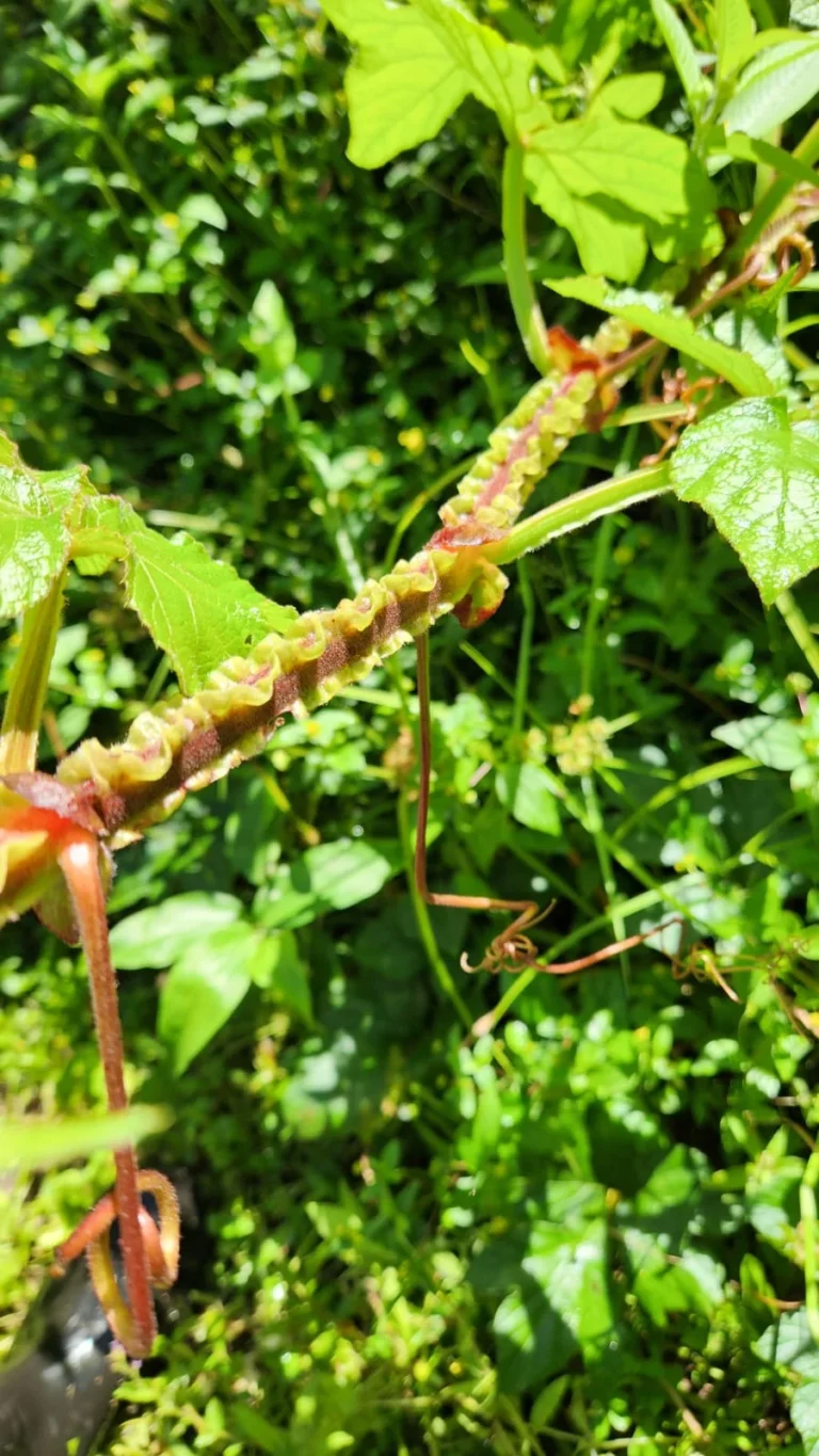 Cissus sulcicaulis (3)