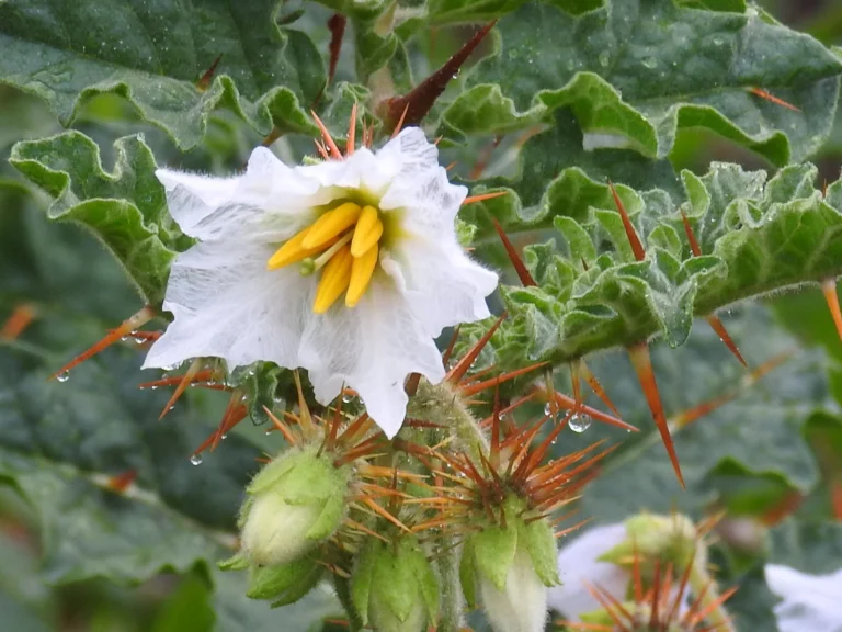 Solanum sisymbrifolium (4)