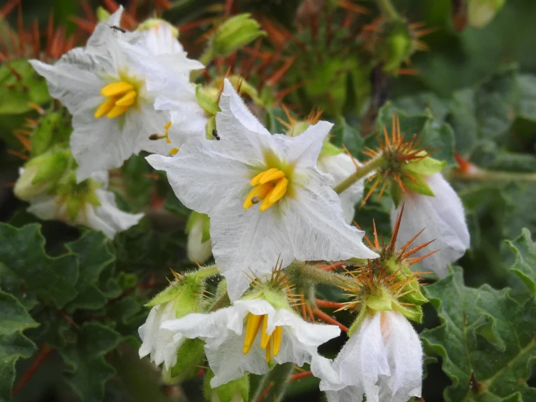 Solanum sisymbrifolium (5)