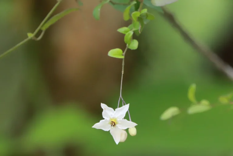 solanum laxum (3)