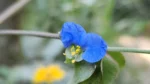 Commelina vestita (3)