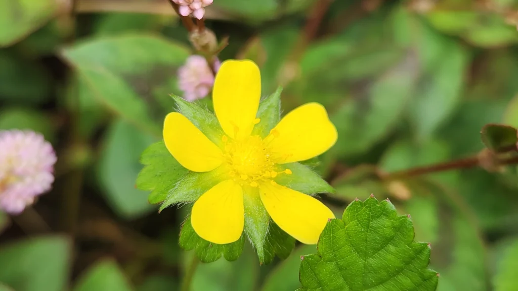 Potentilla indica (1)