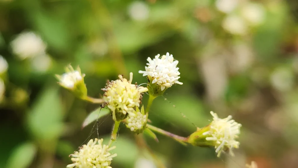 Fleischmannia laxicephala (1)