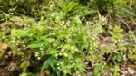 Fleischmannia laxicephala (2)