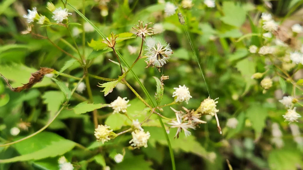 Fleischmannia laxicephala (3)
