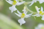 Phymatidium delicatulum (4)