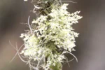 Phymatidium delicatulum (5)