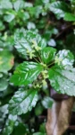 Pilea pubescens (2)