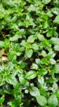 Pilea pubescens (6)