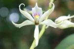 Prosthechea glumacea (2)