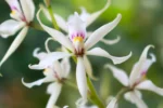 Prosthechea glumacea (3)