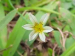 Sisyrinchium (11)