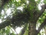 Rio do Sul, Lixão (62)