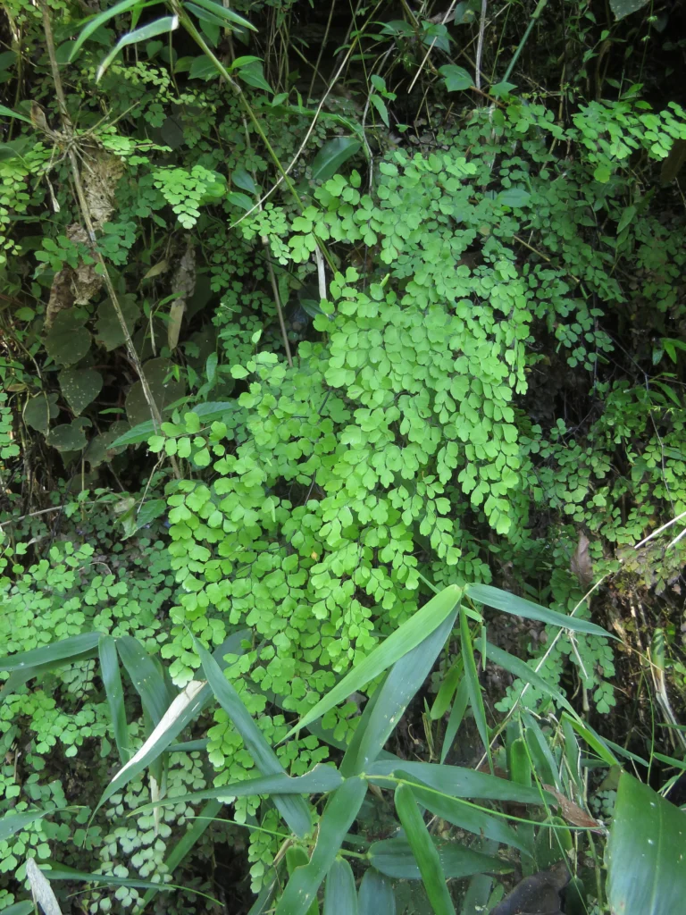 Rio do Sul, Estrada do Morro do Funil (190)