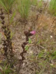 Rio do Sul, Progresso – RPPN Parque das Borboletas (236)