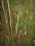 Rio do Sul, Serra divisa com Ibirama (104)