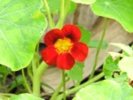 Tropaeolum majus (1)