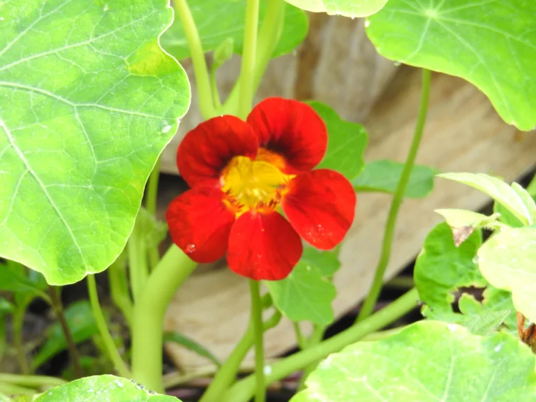 Tropaeolum majus (1)