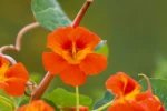 Tropaeolum majus (3)