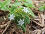 Richardia brasiliensis (1)